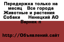 Передержка только на месяц - Все города Животные и растения » Собаки   . Ненецкий АО,Варнек п.